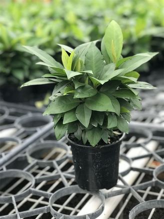 Ardisia Humulis